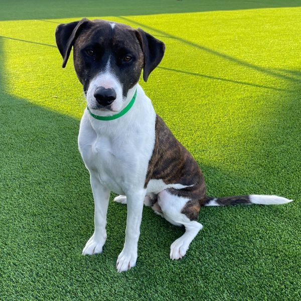 skunk, director of tail wags