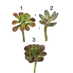 m. lynne designs small succulents