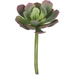 m. lynne designs small succulent