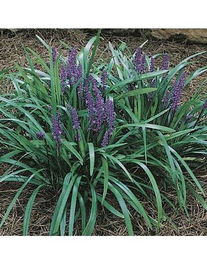 Royal Purple Lilytuff  -- Liriope muscari 'Royal Purple'