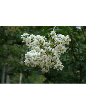 Sarah's Favorite Crapemyrtle