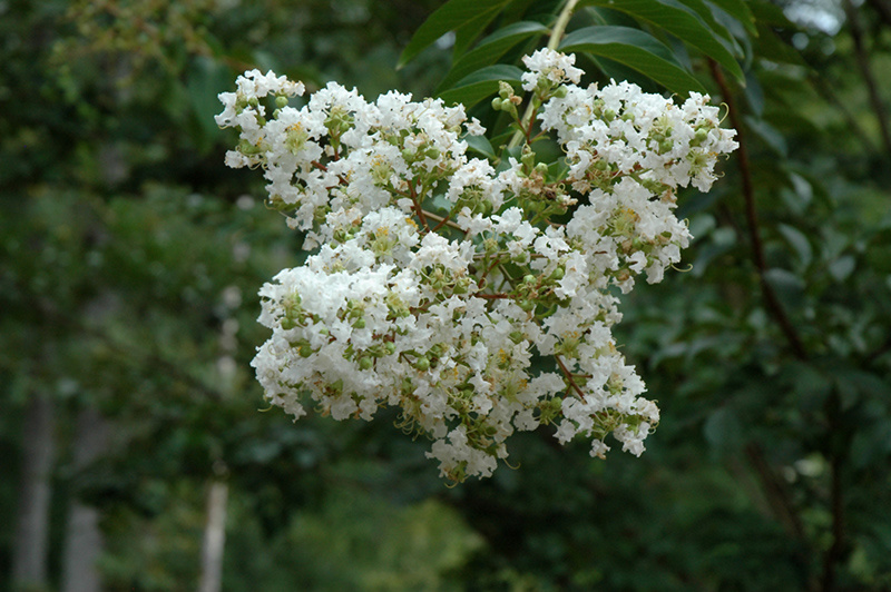 Sarah's Favorite Crapemyrtle