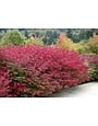 Dwarf Burning Bush- Euonymus alatus 'Compactus'