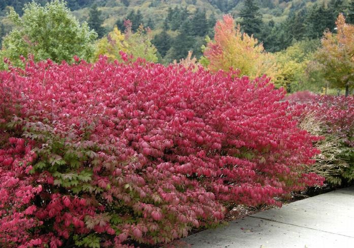 Dwarf Burning Bush- Euonymus alatus 'Compactus'