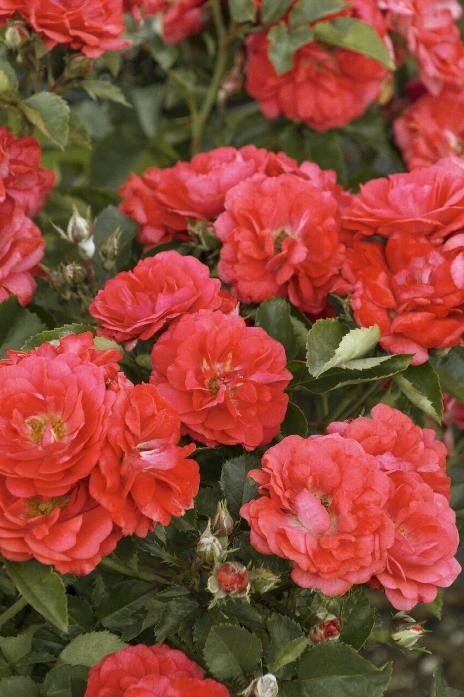 Coral Drift Groundcover Rose