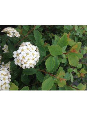 Vanhoutte Spirea
