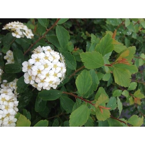 Vanhoutte Spirea
