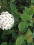 Vanhoutte Spirea