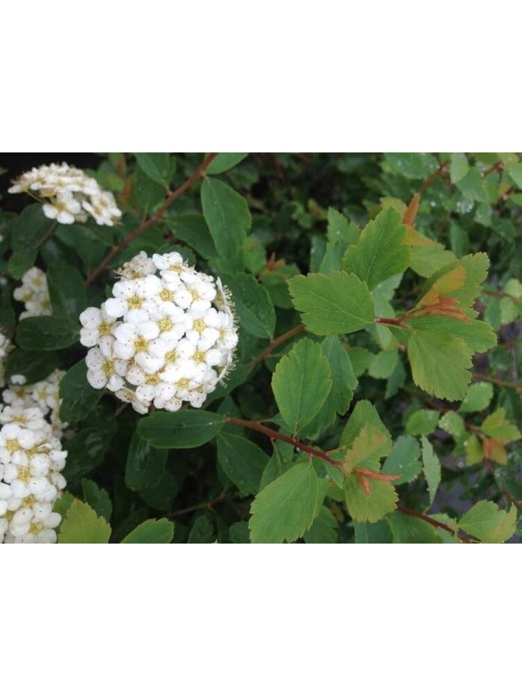 Vanhoutte Spirea