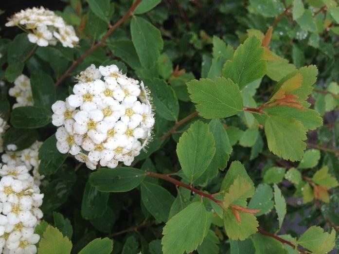 Vanhoutte Spirea