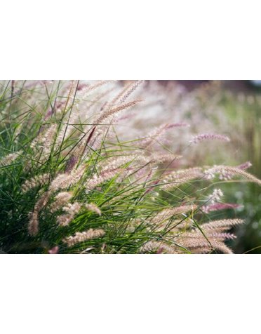 Karley Rose Fountain Grass