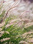 Karley Rose Fountain Grass