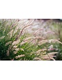 Karley Rose Fountain Grass