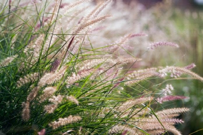 Karley Rose Fountain Grass