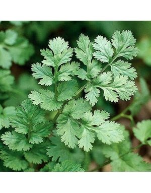 Cilantro, Coriandrum sativum (Coriander) 4"