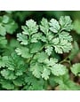 Cilantro, Coriandrum sativum (Coriander) 4"