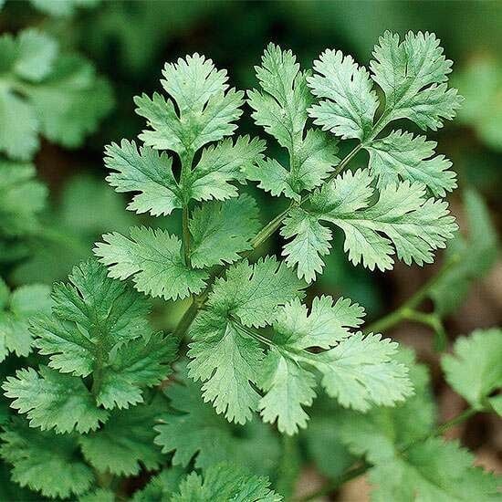 Cilantro, Coriandrum sativum (Coriander) 4"