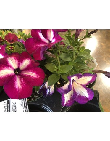 Surprise Tie Dye Pink Petunia 6"pot
