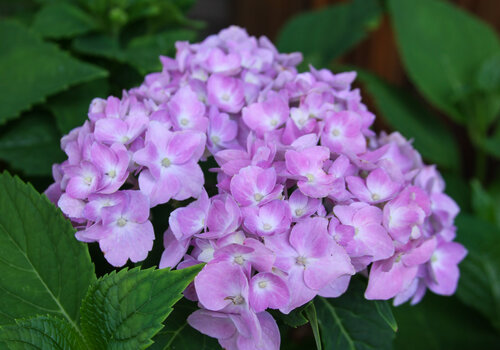 Perennials