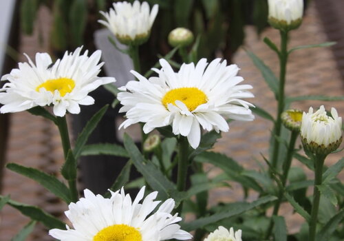 Annuals