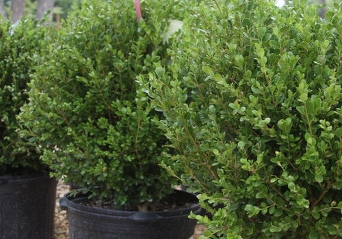 Shrubs
