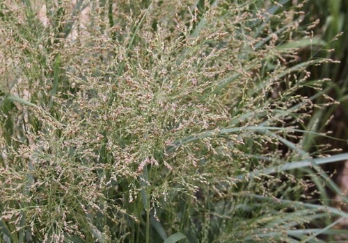 Grasses