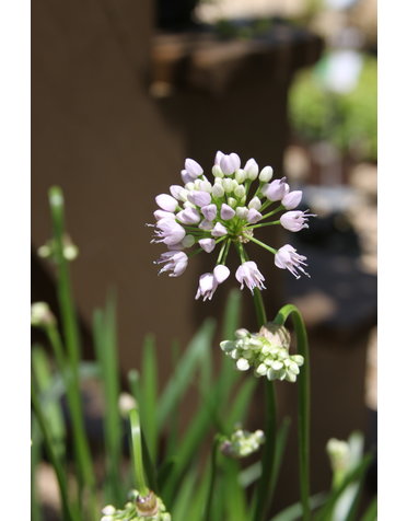 Allium, Allium x 'Summer Beauty' 1G