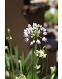 Allium x 'Summer Beauty' 1G