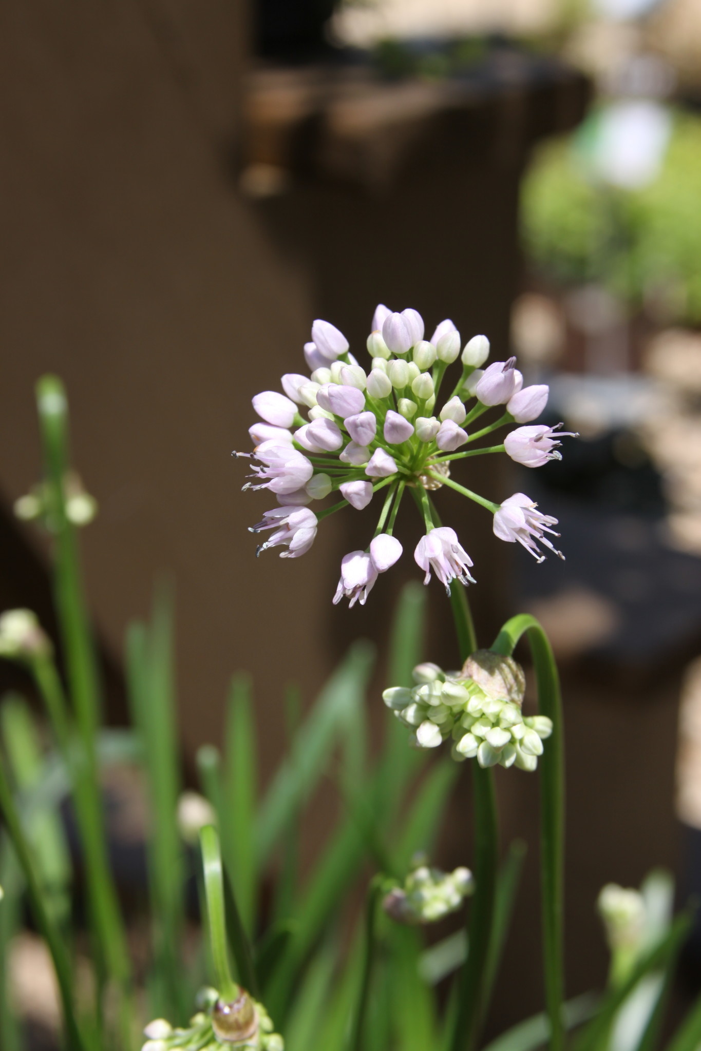 Allium x 'Summer Beauty' 1G
