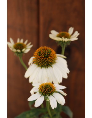 Echinacea purpurea PowWow® White, Coneflower 1G NATIVE