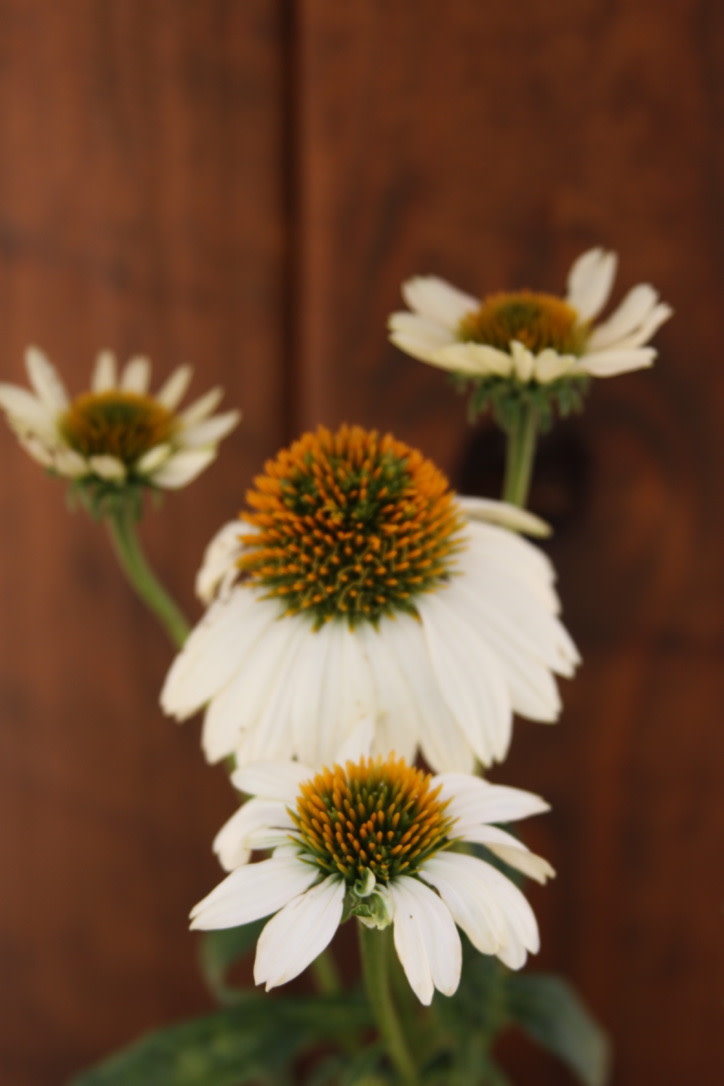 Echinacea purpurea PowWow® White, Coneflower 1G NATIVE