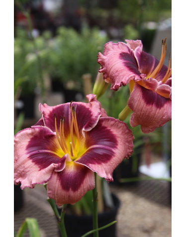 Hemerocallis 'Macbeth' 1G