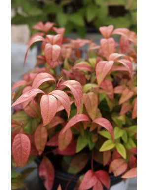 Nandina, Nandina domestica 'Firepower' 1G