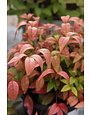 Nandina, Nandina domestica 'Firepower' 1G
