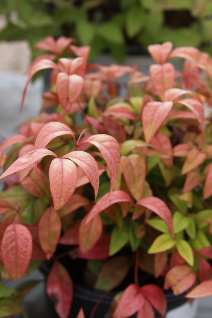 Nandina, Nandina domestica 'Firepower' 1G