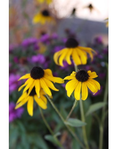 Black-Eyed Susan, Rudbeckia fulgida 'American Gold Rush' PP28498 1G NATIVE