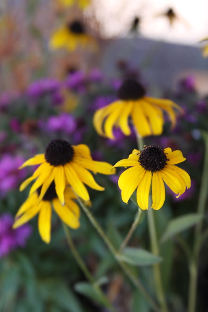 Black-Eyed Susan, Rudbeckia fulgida 'American Gold Rush' PP28498 1G NATIVE
