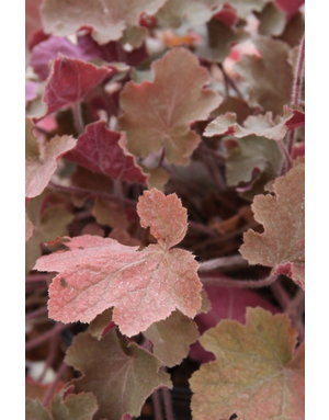 Heuchera Coral Bells 'Caramel'  1G