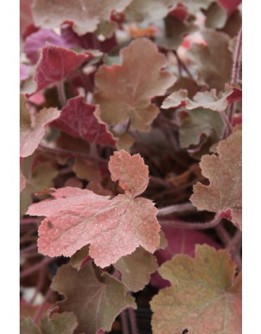 Heuchera Coral Bells 'Caramel'  1G