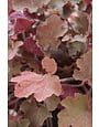 Heuchera Coral Bells 'Caramel'  1G