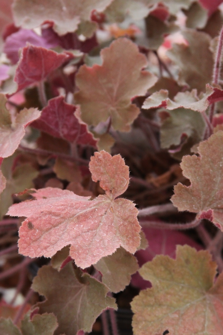 Heuchera Coral Bells 'Caramel'  1G