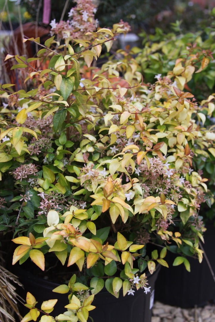 Peach Perfection Abelia #3