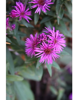 Aster, Symphyotrichum novae-angliae 'Vibrant Dome' New England Aster 1G