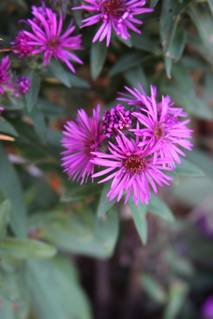 Aster, Symphyotrichum novae-angliae 'Vibrant Dome' New England Aster 1G