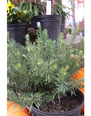 Duke Gardens Japanese Plum Yew