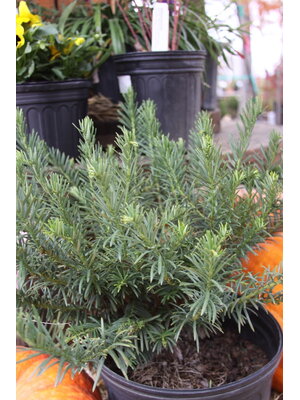 Duke Gardens Japanese Plum Yew