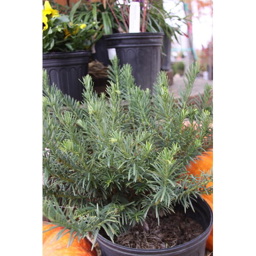 Duke Gardens Japanese Plum Yew