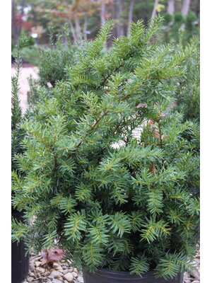 Yew, Taxus x media 'Densiformis' Dense Spreading Yew 3G