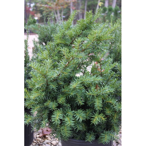 Yew, Taxus x media 'Densiformis' Dense Spreading Yew 3G