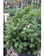 Yew, Taxus x media 'Densiformis' Dense Spreading Yew 3G